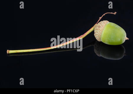 Single Acorn auf schwarzem Hintergrund Stockfoto