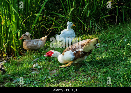 Moschus ente Drake und zwei junge Enten sind zu Fuß auf grünem Gras. Stockfoto