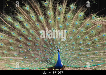 Wunderschöne Natur in der Regenzeit. schönen wilden Leben und wildes Tier. Pfau und peahen Stockfoto