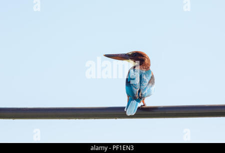 Halcyon smyrnensis in Sri Lanka Stockfoto