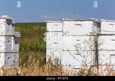 Lackiertes Holz- Bienenstöcke mit aktiver Honig Bienen, Montana Stockfoto