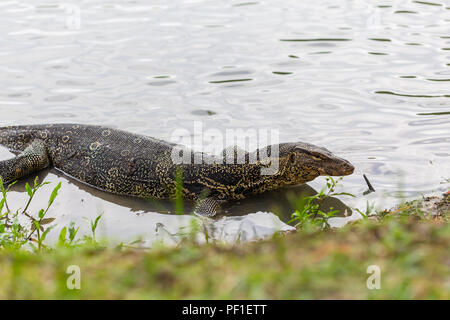 Varanus Salvator, die gemeinhin als Wasser Monitor oder gemeinsame Wasser Monitor im Wasser bekannt Stockfoto