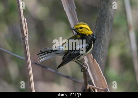 Black-throated Green Warbler männliche Posen mit tailfeather Display • Magee Marsh Wildlife, OH • 2018 Stockfoto