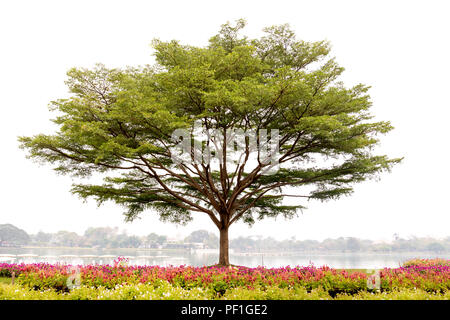 Terminalia ivorensis Chev Baum auf der Lak Stockfoto