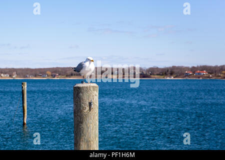 Möwe auf hölzernen Pfosten am See im blauen Himmel. Stockfoto