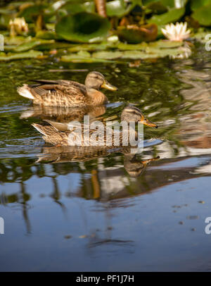 Paar wilde Enten schwimmen über noch Wasser mit Reflexionen Stockfoto