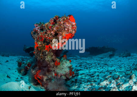 Riff mit roten Schwämmen, La Graciosa, Kanarische Inseln, Spanien Stockfoto