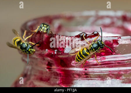 Drei gemeinsame Wespen (Vespula vulgaris), von süßen Duft von Früchten angezogen, essen Marmelade aus offenen jar/Topf Marmelade im Sommer Stockfoto