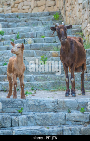 Eine neugierige Ziege und Ihr Kind auf einige Schritte auf Mallorca, Spanien Stockfoto