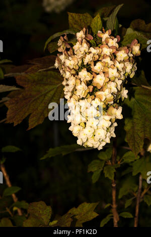 Eiche-leaved Hortensie (Hydrangea quercifolia) Stockfoto