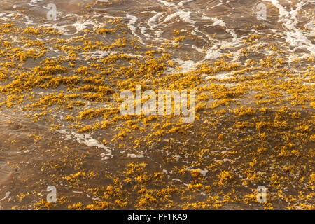Sargassum Algen patch schwimmend auf dem Wasser in Tulum, Mexiko. Stockfoto