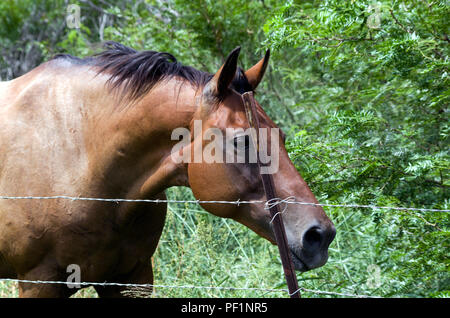 Eine Bucht Pferd mit einem neugierigen Haltung hinter Stacheldraht Einzäunung. Auf einen unentwickelten Menge in einem Vorort von Corpus Christi, Texas USA fotografiert. Stockfoto