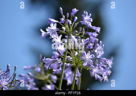 Agapanthus - Nahaufnahme von einem Blütenstand auf einem dunklen Baum Hintergrund Stockfoto