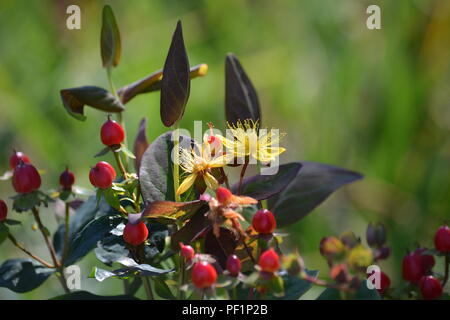 Hypericum androsaemum (Tutsan, Strauchigen Johanniskraut) - CLOSEUP von gelben Blumen und roten Beeren Stockfoto