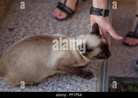 Die Frau fängt die Siamkatze. Siam Katzen. Stockfoto