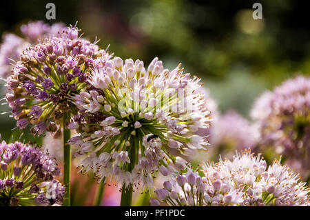 Allium Gladiator dekorative Blume Stockfoto