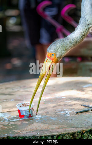 Ein Nimmersatt, mycteria Ibis, hilft sich selbst zu einem Becher Eis sitzen auf einem Tisch im Vogelpark in Kuala Lumpur, Malaysia, Südostasien. Stockfoto