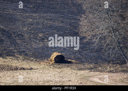 Brennen im letzten Jahr Gras und Heu Walze an der Wiese. Stockfoto