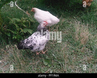 Hennen Weizen essen in einem Hof. Hühner im Garten Stockfoto