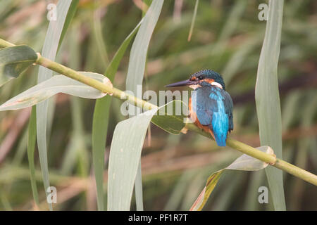 Eisvögel (Alcedo atthis) Mann auf einem Stock Anlage thront Stockfoto