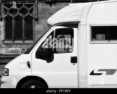 Ein Hund saß in der Kabine des Wohnmobil und sieht aus, als wenn es das Fahren ist, durch Rumpf Münster, Kingston Upon Hull, East Riding von Yorkshire, England, Großbritannien Stockfoto