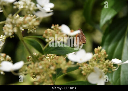 Eine kleine Wiese braun Schmetterling sitzt auf einem Blatt zwischen Blumen auf einem hellen Tag Stockfoto