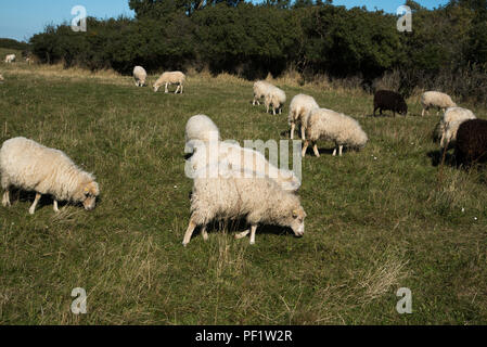 Skudde Schafe auf einer Weide im Norden von Hiddensee, das ist eine Insel in der Ostsee westlich von Deutschlands größter Insel Rügen. Stockfoto