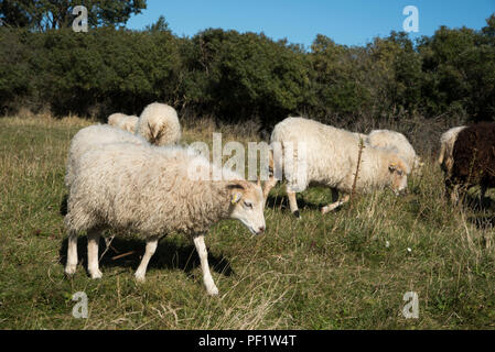 Skudde Schafe auf einer Weide im Norden von Hiddensee, das ist eine Insel in der Ostsee westlich von Deutschlands größter Insel Rügen. Stockfoto