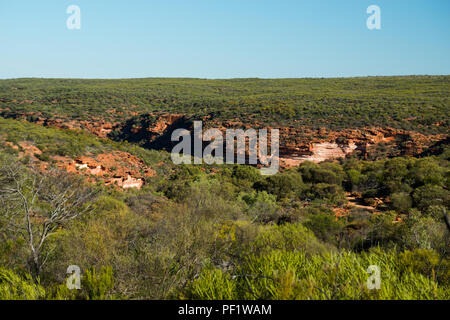 Blick hinunter in eine Schlucht von Hawks Head Aussichtspunkt in Kalbarri National Park WA Western Australien Ozeanien Stockfoto