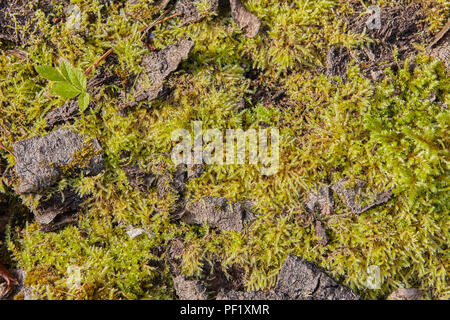 Helle grüne Moos wächst auf der Rinde eines Baumes, Textur für Kulisse. Stockfoto