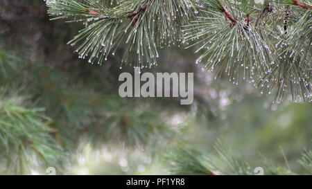 Starker Regen im Park im Sommer Wald der Regen fällt auf die grünen Blätter der Bäume. Stockfoto