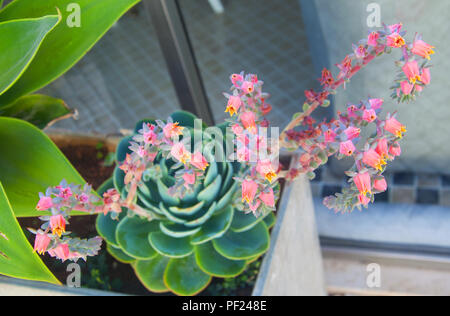 Saftige mit rosa Blumen, Draußen, Sommer, Portugal Stockfoto