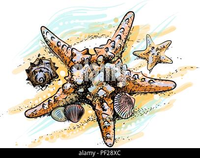 Seesterne und Muscheln auf einen Sommer Strand im Sand Stock Vektor