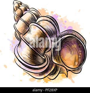 Muschel von einem Splash von Aquarell Stock Vektor
