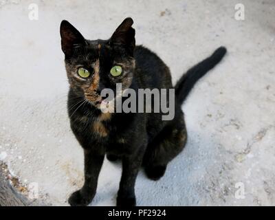 Schöne alley Cat. Stockfoto