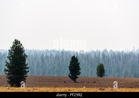 Grüne Bäume in der Nähe von Rauch von Waldbränden bedeckt, braun. Stockfoto