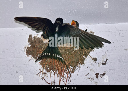 Rauchschwalbe Feeds seine kleine im Nest Stockfoto