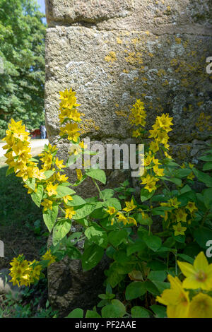 Die Godolphin Immobilien, ein National Trust property in Cornwall, England. Stockfoto