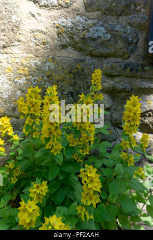 Die Godolphin Immobilien, ein National Trust property in Cornwall, England. Stockfoto