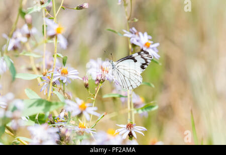 Kiefer weiß Schmetterling (Neophasia menapia) Sammeln von Pollen in Alpine Wildblumen in Colorado Stockfoto