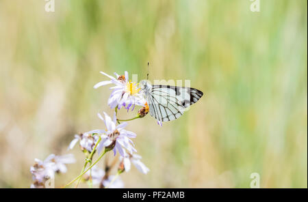 Kiefer weiß Schmetterling (Neophasia menapia) Sammeln von Pollen in Alpine Wildblumen in Colorado Stockfoto