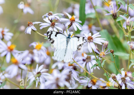 Kiefer weiß Schmetterling (Neophasia menapia) Sammeln von Pollen in Alpine Wildblumen in Colorado Stockfoto