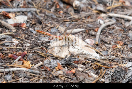 Gestreifte Meadowhawk (Aeshna pallipes) thront o n ein Fels in einer Wiese in Colorado Stockfoto