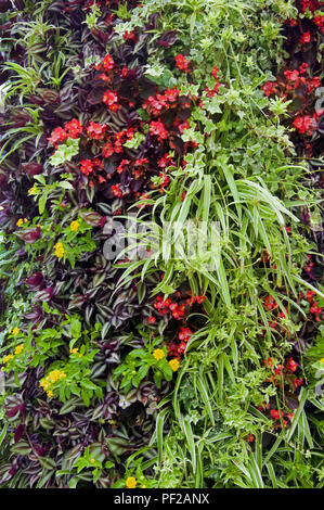 Mischung der unterschiedlichen grünen Pflanzen und gelbe und rote Blumen Stockfoto