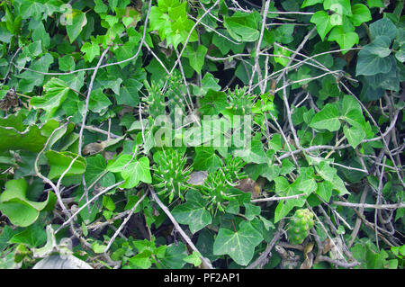 Mischung aus Pflanzen mit grünen Blättern und kleinen Kakteen Stockfoto