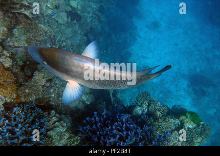 Große Maori Wrasse (Cheilinus undulatus) mit Details der Brustflossen, Moore Reef, Great Barrier Reef, in der Nähe von Cairns, Queensland, Australien Stockfoto