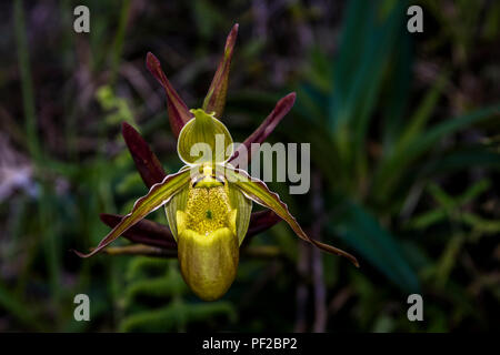 Lady Slipper orchid Cypripedium calceolus Stockfoto