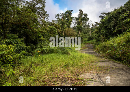 Verloren im Dschungel bewachsenen grünen Vegetation Stockfoto