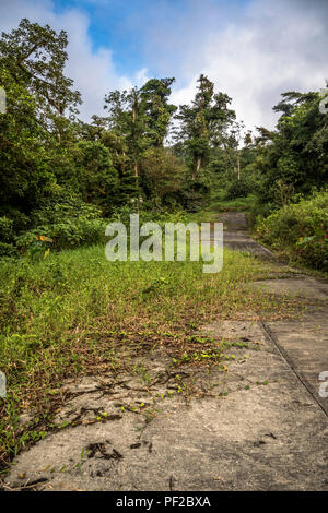 Verloren im Dschungel bewachsenen grünen Vegetation Stockfoto