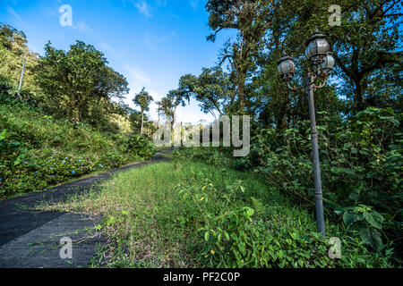 Verloren im Dschungel bewachsenen grünen Vegetation Stockfoto